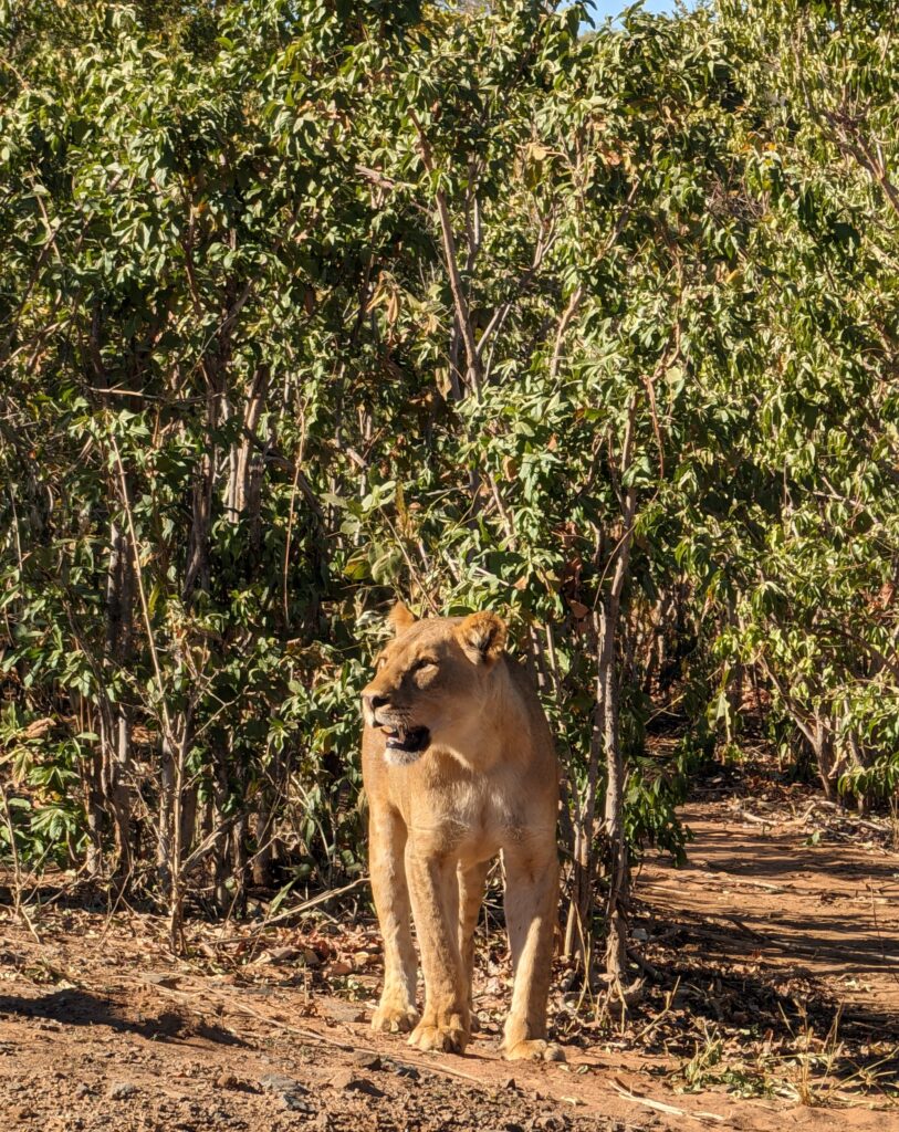 lion botswana safari